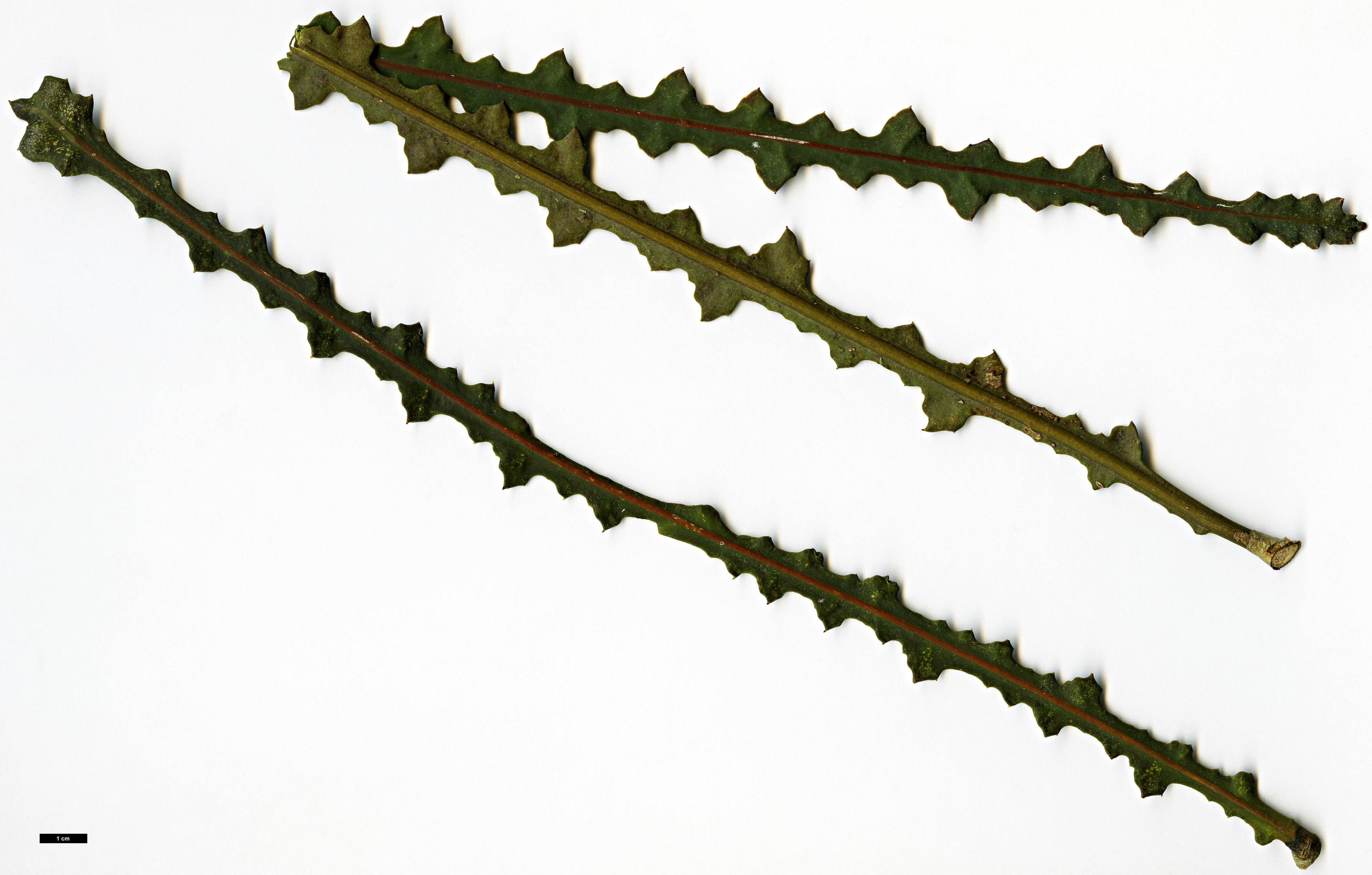 High resolution image: Family: Araliaceae - Genus: Pseudopanax - Taxon: ferox